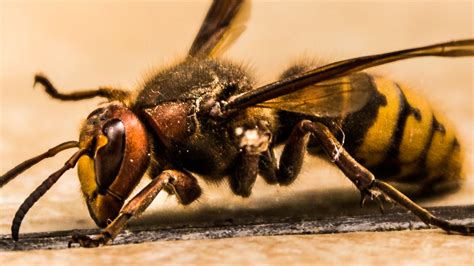 European wasps indulge in caterpillars, insects, nectar, and various types of fruits. Know Your Bees & Wasps - Guardian Wasp & Bee Management