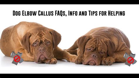 Canine Elbow Callus Info By The Blissful Dog Dogs Canine English
