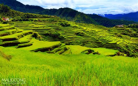 Maligcong Rice Terraces Rediscover Philippines