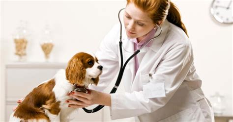 Doctors Near Me | Pet Centre