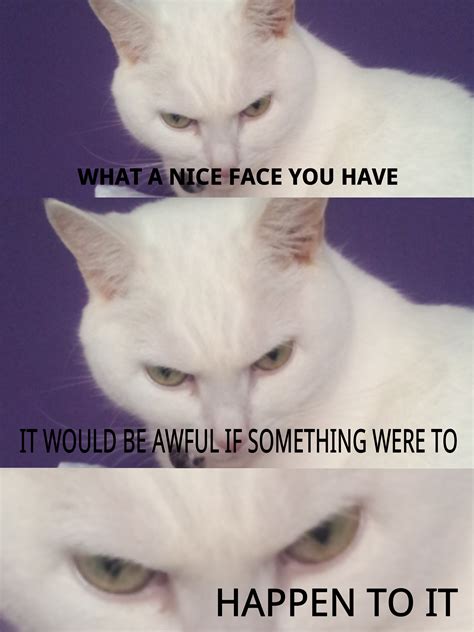 My Cat Luna Is Evil Lolcats Know Your Meme