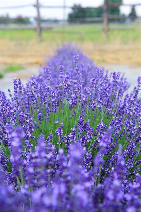 How To Successfully Grow Lavender Tumalo Lavender