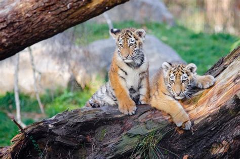 Siberian Tiger Cubs Picture Image 85190531