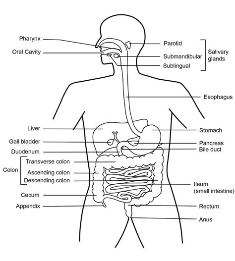Digestive System Diagram Exatin Info