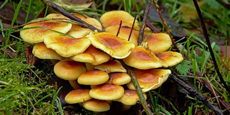 Complete Guide To Chanterelle Mushrooms Grocycle