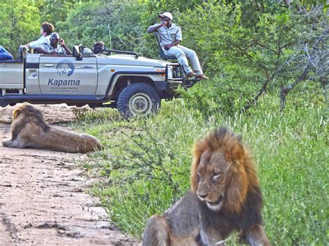 Dicas Safari Na África Do Sul Kapama E Kruger