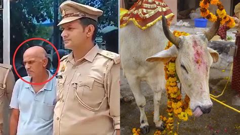 कानपुर में गाय का यौन उत्पीड़न करता दिखा शख्स cctv कैमरे में कैद हुई घटिया हरकत unnatural sex