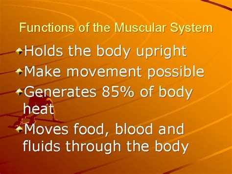 Muscular System Functions Of The Muscular System Functions
