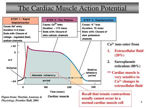 Ppt Chapter 18 The Heart And Cardiovascular Function Lecture 3 Powerpoint Presentation Id