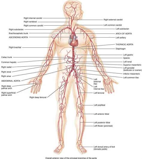 Create a flow chart showing the major systemic arteries through which blood travels from the aorta and its major branches. open textbook blood vessels include which are responsible for all Anatomy Arteries And Veins the ...
