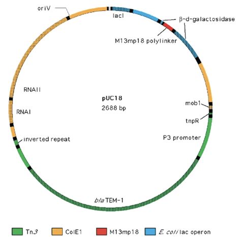 Recombinant Dna Biological Principles