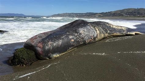 Dead Whale Washes Up On Beach In Pacifica Abc7 San Francisco