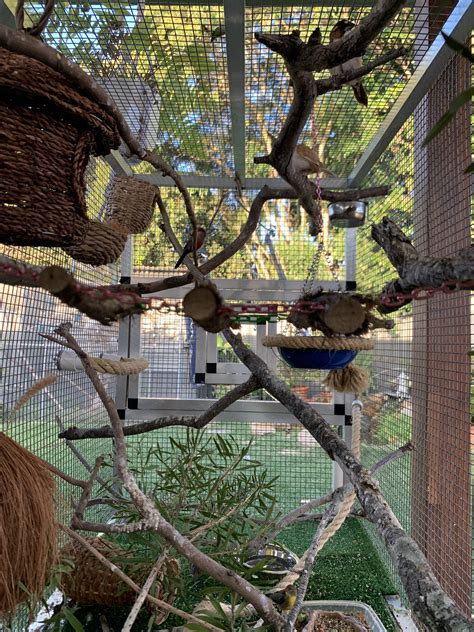 Our Finch Aviary Rfinches