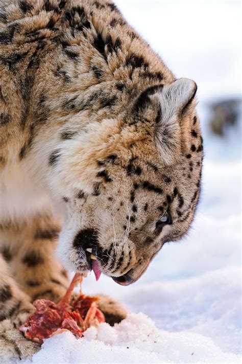 Djamila eating | Profile portrait of the female snow leopard… | Flickr