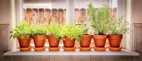How To Create An Indoor Herb Garden Agro Pro