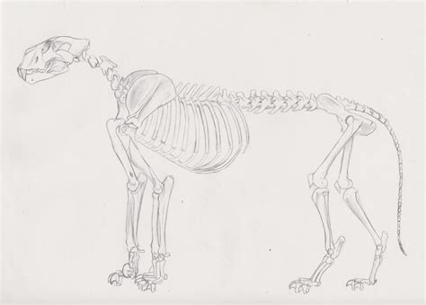 Panthera Leo Atrox Skeleton By Smerjeevski On Deviantart