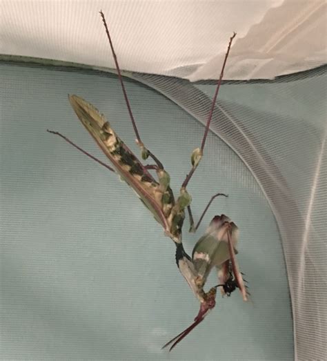 Those are not males, male banded flowers are tiny, ghost mantis males are slender and look very different, devil's flower males have feathery antennae, dead leaf mantis. Idolomantis diabolica (Giant Devils Flower Mantis ...