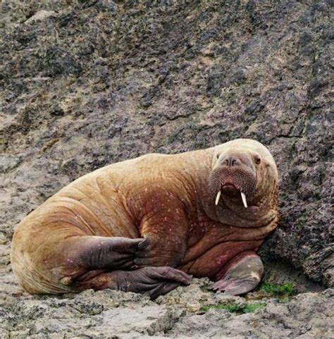 Pembrokeshire Coast Visited By Lost Atlantic Walrus The