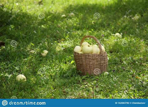 Manzanas Blancas En Una Canasta De Mimbre Sobre La Hierba Verde