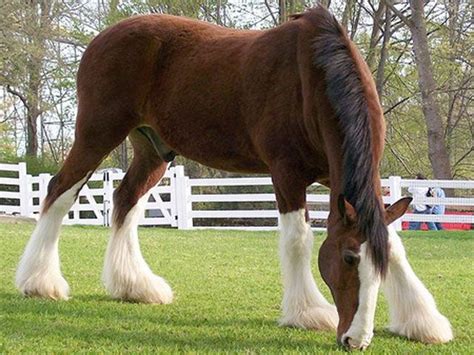Clydesdale Horse Breed Information Clydesdale Horses Horses Horse