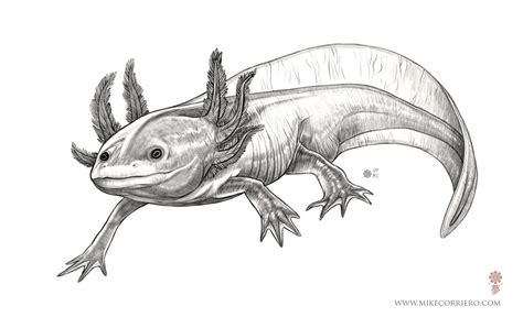 More images for axolotl drawing easy » Character and Creature Design Notes: Proper Use of Reference and Anatomy regarding Creature ...