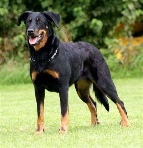 Is the beauceron right for you? Beauceron - bikopek.com