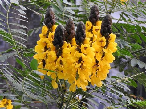 The 12 Most Beautiful Types Of Cassia To Grow In A Pot Or In The Garden Gardening On