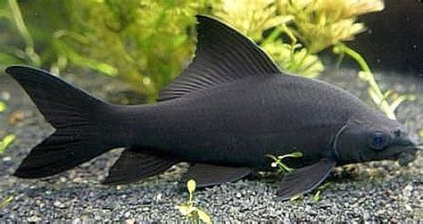 Black Shark Labeo Chrysophekadion Tropical Fish Keeping