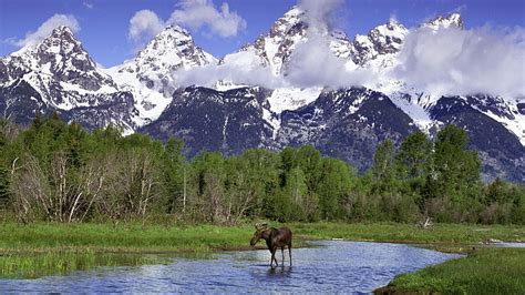 Hd Wallpaper Mountains Landscapes Nature Trees Forest Animals Moose