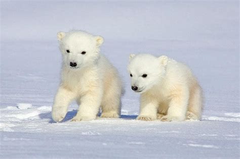 Baby Polar Bear Cubs Fact And What You Can Do To Save Them