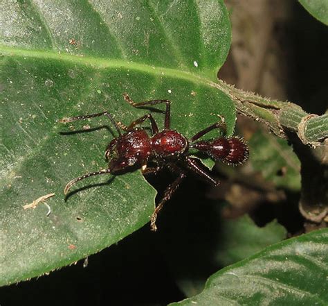 Paraponera Clavata Known As Bullet Ants Hormiga Bala As Flickr