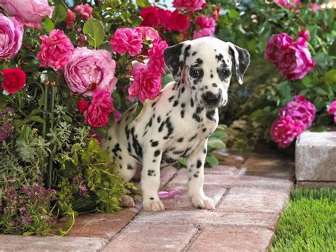We did not find results for: Dalmatian Puppies Wallpaper image | Free HD Wallpaper