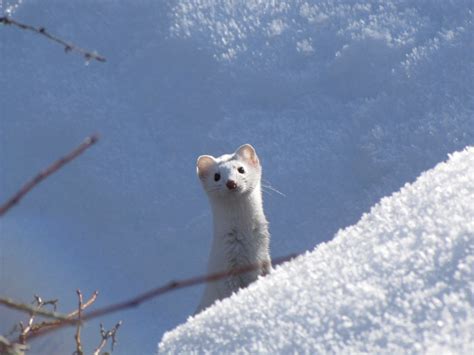 Snow Weasel Long Tailed Weasel In Its Winter Coat Sooo Cu Flickr