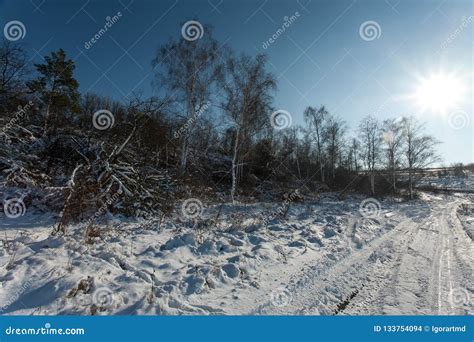 Snow White Winter Forest Pathways With Deep Sun And Shadows Stock Photo