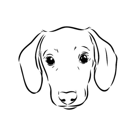 Premium Vector Dachshund Dog Hand Drawn Vector Illustration Dachshund