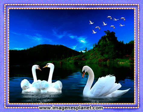 Hermosas imagens de cisnes en cuadro animadas con movimiento - Imágenes