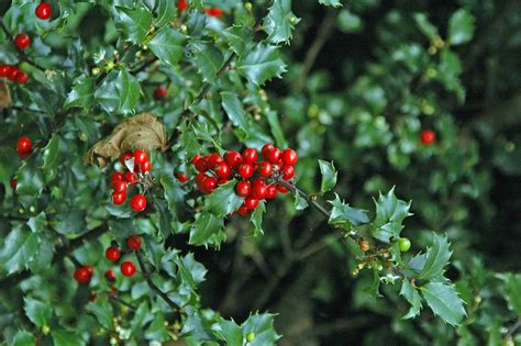 Which shrubs are best to grow a flowered hedge, and which are the flowered shrubs best suited to evergreen, mixed or natural hedges? 10 Best Small Evergreen Shrubs: Flowering and Foliage ...