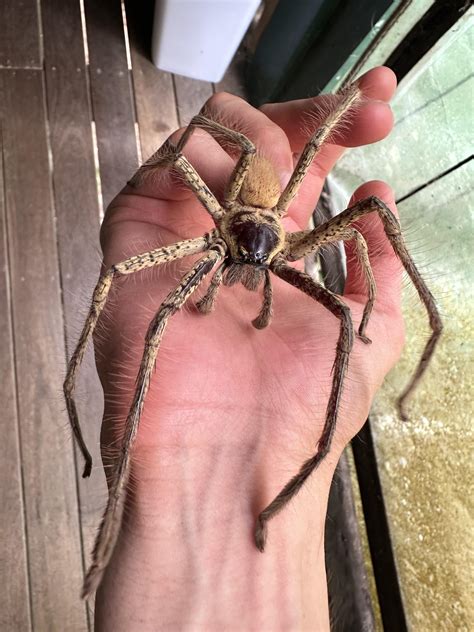 Australian Giant Huntsman Spider Hot Sex Picture