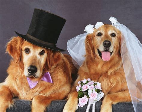10 Things I Learned From My Dogs Fundraiser Wedding Huffpost