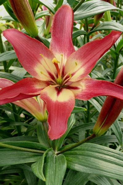 Pollenfree Asiatic Lily Bulbs Lets Grow Me