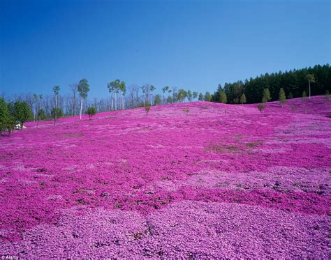 Shibazakura Pink Moss In Takinoue Park Hokkaido Japan 964x759