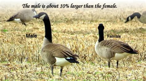 Male Canada Goose Protecting Female And Goslings Poster Ubicaciondepersonas Cdmx Gob Mx