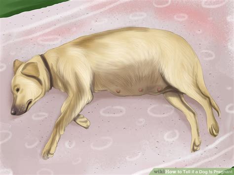 You'll most probably notice changes in her behavior, this is caused by a shift in hormone balance. 4 Simple Ways to Tell If a Dog Is Pregnant - wikiHow