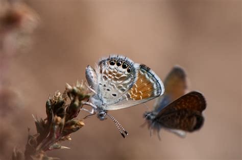 Western Pygmy Blue Brephidium Exile My Butterfly Collection