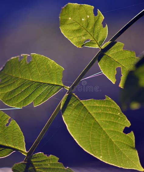 Green Leaves Of Walnut Tree On Sunrise Stock Image Image Of Fresh