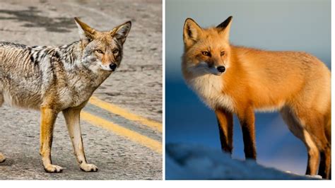 Coyote Vs Fox Size Behavior Comparison Updated 2022