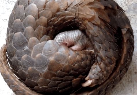 Rescuers Had No Idea This Pangolin Was About To Become A Mom