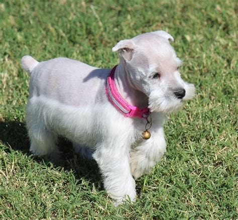 Miniature schnauzer six hundred i have one black male twelve weeks first shot worm very nice and health. Miniature Schnauzer Puppies For Sale | Bonham, TX #311351