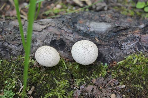 Identifying Edible Wild Mushrooms At The Devonian