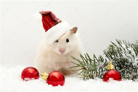 Pin By Hayley Mcleod On Hamster Photoshoot Cute Animal Pictures